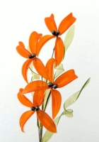 Oranje bloemen 1
